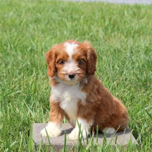 Wyatt-M1-2